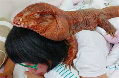 This woman and her giant pet lizard are best friends and internet sensations