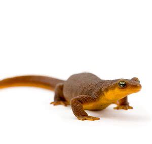 rough skinned newt life cycle Archives - BackWater Reptiles | Lizards Monitor