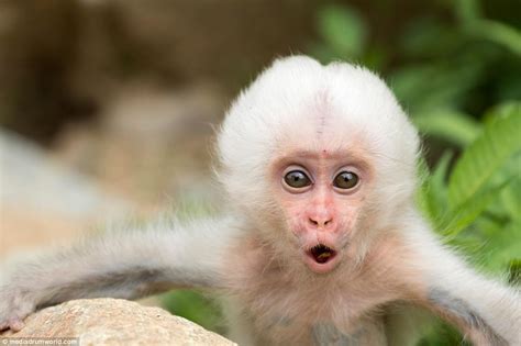 Rare white monkey takes bite of sibling's head in Japan | Daily Mail Online