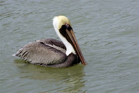 Everglades Wildlife Images - Everglades National Park (U.S. National Park Service)