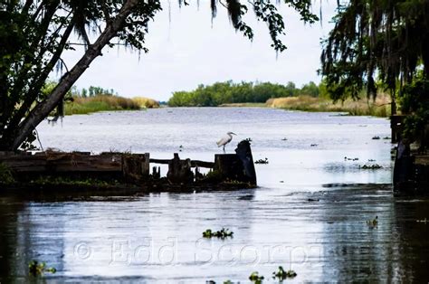 Louisiana Bayou Life – Edd Scorpio :: Photographer