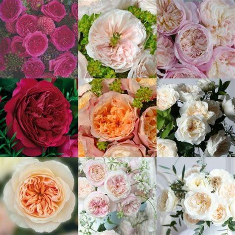 Pink David Austin Assortment Roses - Garden Roses Direct