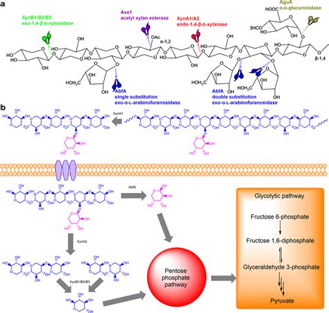 The xylan structure and a proposed xylan degradation pathway for G.... | Download Scientific Diagram