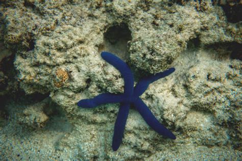 Royalty Free Blue Sea Starfish Pictures, Images and Stock Photos - iStock