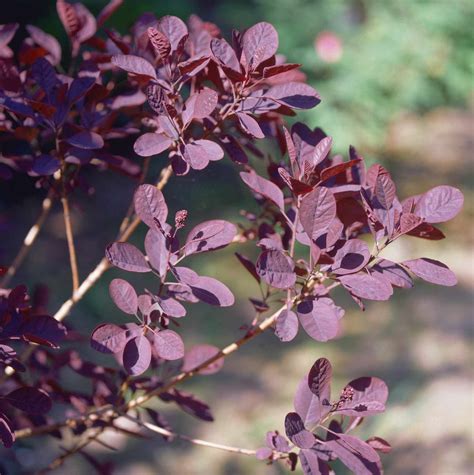 9 Great Trees and Shrubs With Purple Leaves | Tree with purple leaves, Purple leaf plum tree ...