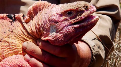 The Pink Iguana of Galapagos BBC Earth