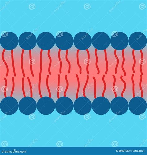 Amphipatic Property of Cell Membrane Stock Vector - Illustration of ...