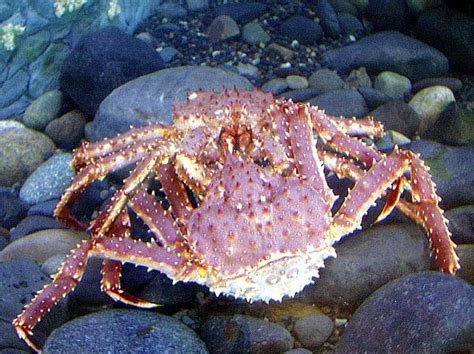 King Crab, Giant Crab from Alaska