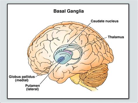 Basal Ganglia | Physical Therapy | Pinterest | Brain, Brain injury and Physical therapy