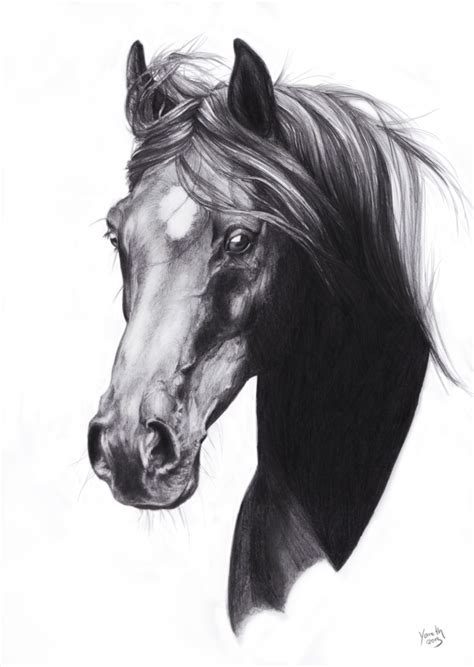 Arab Sketch by Yaveth | Horse head drawing, Horse drawings, Horse painting