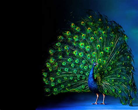 Peacock With Black Background - - HD wallpaper | Pxfuel