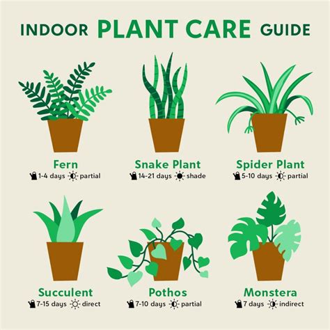 Plant Care Basics: Indoor Plants - The Find by Zulily | Indoor plants, Plant care, Plants