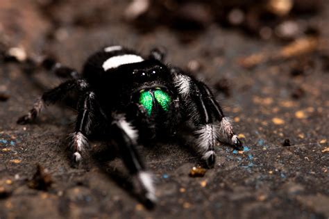 Where Do Regal Jumping Spiders Live? (and other facts)