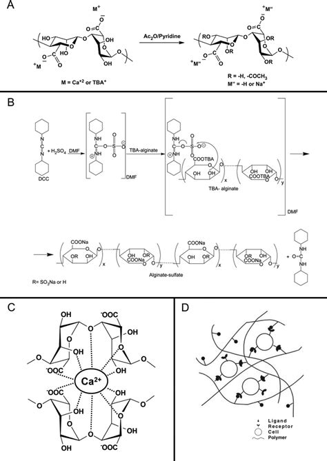 Modification and preparation of alginate. (A) Acetylation of alginate ...