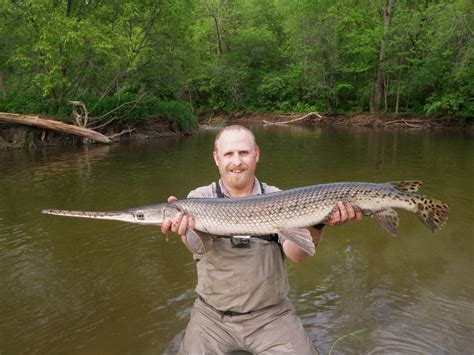 Pro Tips: How to Fly Fish for Longnose Gar - Orvis News