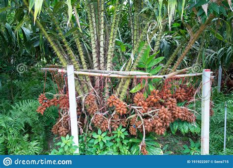 Fresh Salacca Zalacca or Salak Fruits in the Salak Tree Garden Stock Image - Image of plant ...