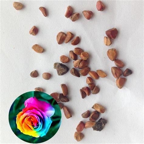 Rainbow rose flower seed companies hot sale rose seeds - rose seeds and ...