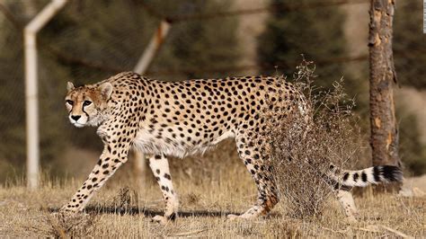 3 Asiatic cheetah cubs are born in captivity in Iran - CNN