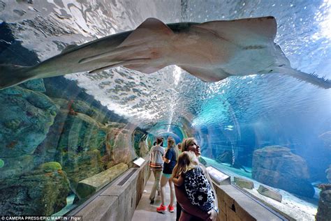 Inside the Mall of America: Rollercoasters, sharks, and even weddings ...