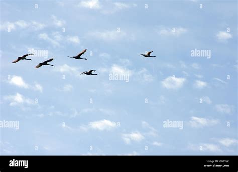 Swans in the flight Stock Photo - Alamy