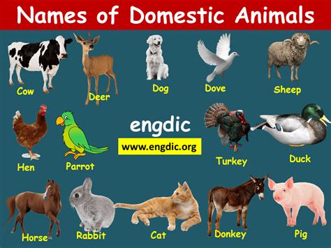 Animal Names | Domestic and wild animals PDF - EngDic