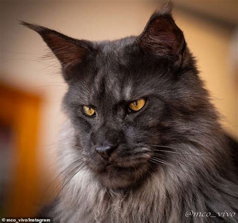 Majestic Maine Coon Cat Becomes Viral Sensation Thanks To Fancy Fur