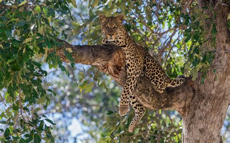 Leopard on a tree wallpaper - Animal wallpapers - #27244