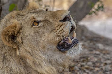 Closeup Photograph of a Young Male Lion Snarling and Looking ...