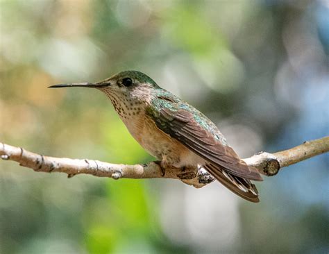 Calliope Hummingbird - Native Here Nursery