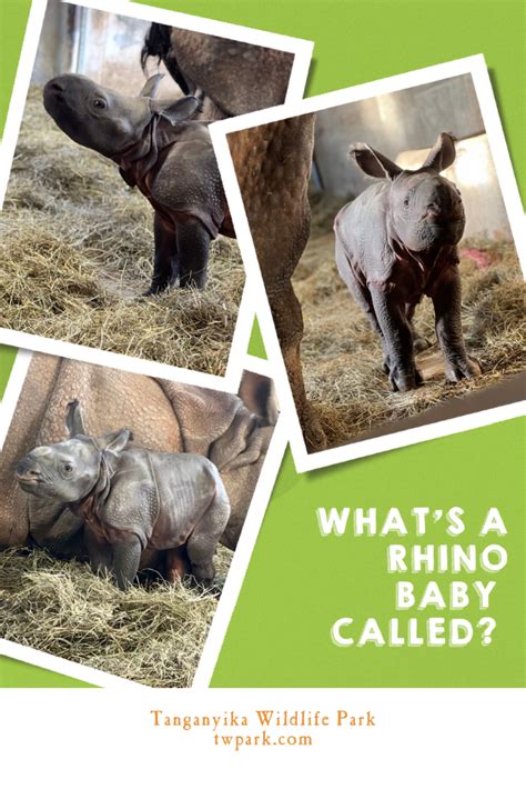 What's a Baby Rhino Called? Discover What to Call a Young Rhino