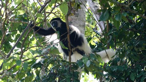 Arusha National Park - Nature Responsible Safaris