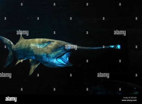 American paddlefish polyodon spathula captive hi-res stock photography and images - Alamy