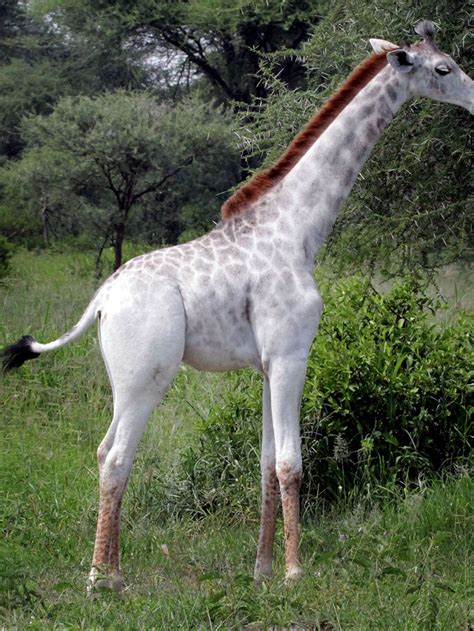 Leucistic Giraffe