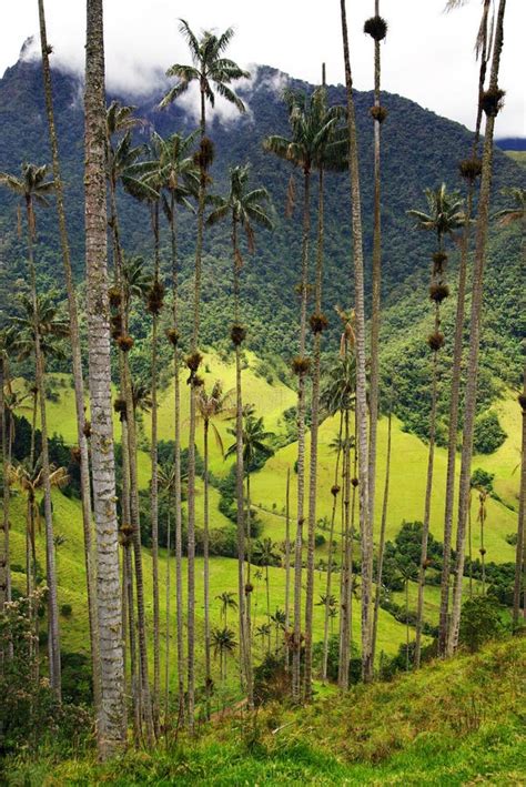 The Wax Palm Trees from Cocora Valley are the National Tree, the Symbol of Colombia and the ...