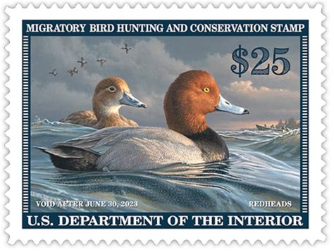 Duck Stamp 2022-2023 - Wisconsin Society for Ornithology