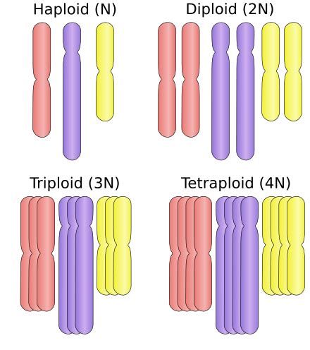 Poliploidía - Polyploidy - abcdef.wiki