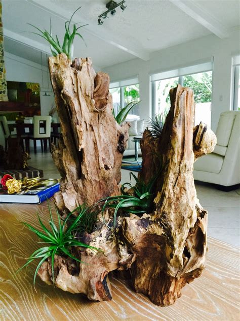 Driftwood Arrangement With Air Plants | Etsy | Air plants, Unique ...