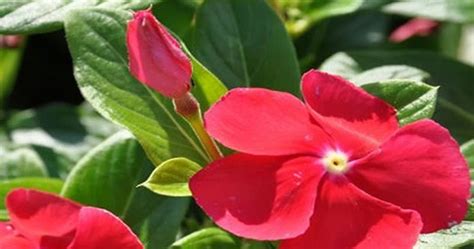 Tips on how to grow and care for vinca flowers