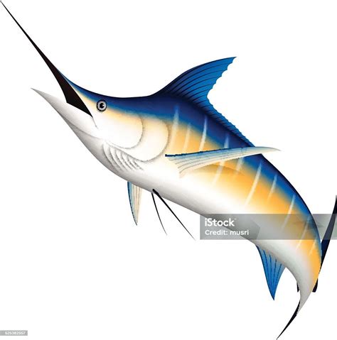 Ikan Marlin Biru Realistis Ilustrasi Stok - Unduh Gambar Sekarang ...