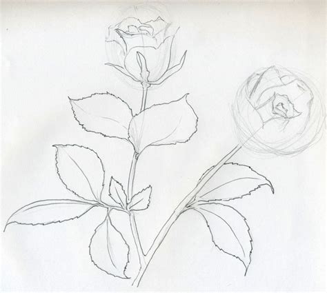 Rose Sketch You Will Enjoy