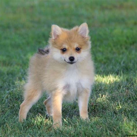 Pomchi Puppies For Sale | Greenfield Puppies