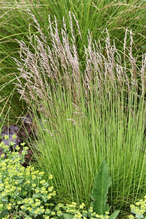 Tufted Hair Grass, Hair Grass, Hassock Grass, Tussock Grass (Deschampsia cespitosa) | California ...