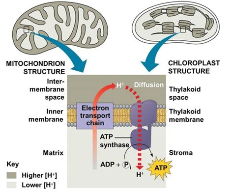 Chemiosmosis In Chloroplasts And Mitochondria