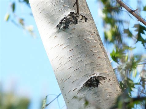 Cutleaf Weeping Birch Trees | HubPages