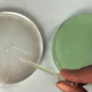 Marangoni Effect experiment. Demonstration shows a small amount of ...