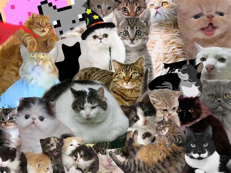 Cat Collage Desktop Wallpaper