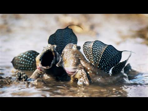 Mudskippers: The Fish That Walk on Land | Life | BBC Earth - Fish Web