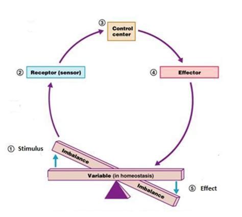 CuriouSTEM - Homeostasis