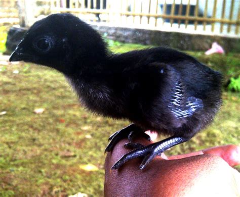 Cemani Farms | Ayam Cemani The Exotic Black Chicken of Indonesia