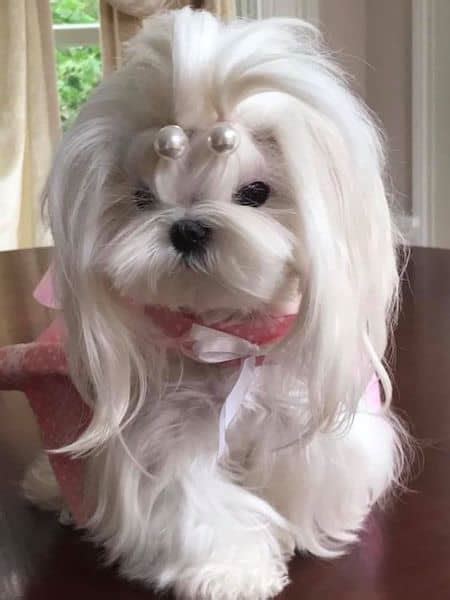 15 Maltese Haircuts & Hairstyles: White, Fluffy, and Looking Fabulous!